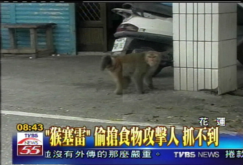 潑猴撒野大鬧社區 居民苦不堪言