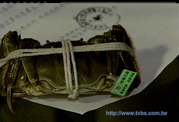 大閘蟹無戒環 民眾懷疑買到假貨