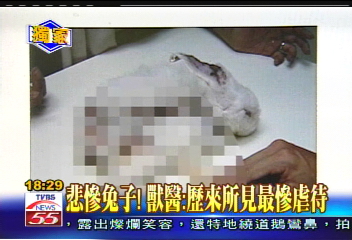 〈獨家〉殘忍虐兔？刀割耳火烙身　丟棄路邊