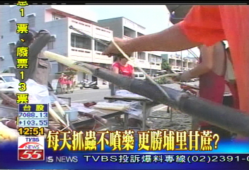 10人競速削甘蔗 一天熱賣一貨車