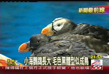 小海鸚鵡長大 毛色黑灰體型似成鳥