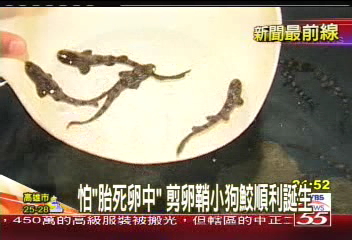 萬能海生飼育員　管吃管喝還得接生