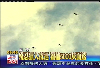 殘忍獵人夜巡 獵捕5000灰面鳩