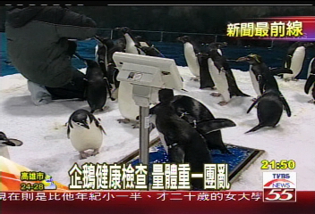 企鵝健康檢查 量體重一團亂