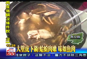 〈獨家〉大壁虎下鍋!蛤蚧肉嫩 味如魚肉