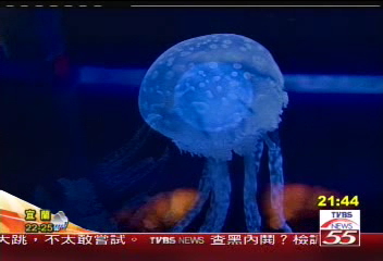 觸摸水母要小心 80%有毒