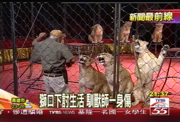 馬戲團暖身秀 9非洲獅耍特技