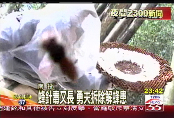 大戰萬蜂!捕蜂專家直搗蜂巢
