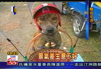 〈獨家〉網路爆紅 狗賣菱角生意超好