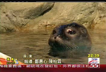 能吃能睡 企鵝適應力一級棒