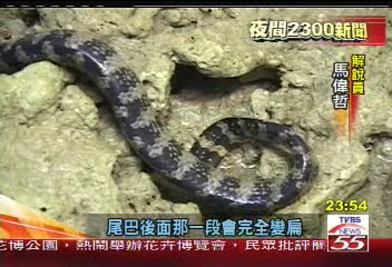 夜行性動物海蛇　食量小