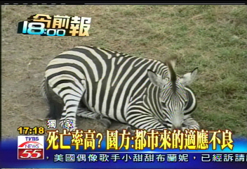 〈獨家〉最會死動物的牧場? 池上:水土不服