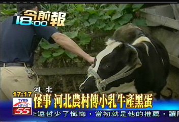怪事　河北農村傳小乳牛產黑蛋