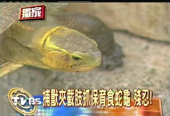 〈獨家〉捕獸夾截肢抓保育食蛇龜 殘忍!
