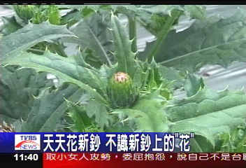 天天花新鈔　不識新鈔上的「花」