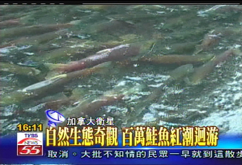 自然生態奇觀　百萬鮭魚紅潮回游