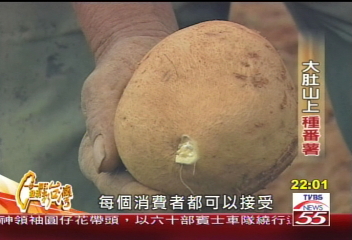 【一步一腳印】地底生黃金　大肚山上種蕃薯