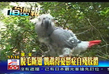 脫毛斷翅 鸚鵡得憂鬱症自殘肢體