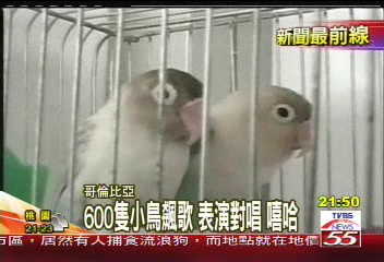 600隻小鳥飆歌　表演對唱嘻哈