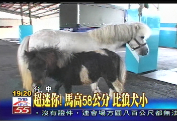 〈獨家〉超迷你!馬高58公分 比狼犬小