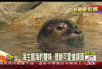 圓胖身軀惹人愛　短短小手有妙用