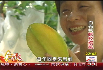 白布帆軟枝楊桃,李昂屈服的好味道,業者?