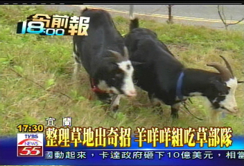 整理草地出奇招 羊咩咩組吃草部隊