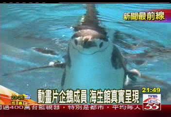 動畫片企鵝成員　海生館真實呈現