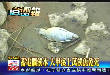 蓄電攔溪水 大甲溪上萬溪魚乾死