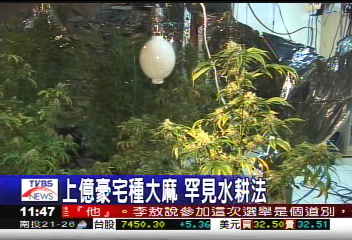 上億豪宅種大麻 罕見水耕法