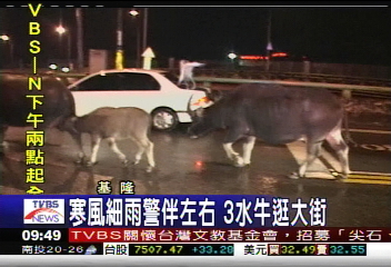 寒風細雨警伴左右 3水牛逛大街