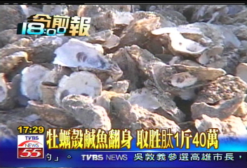 牡蠣殼鹹魚翻身　取胜肽1斤40萬