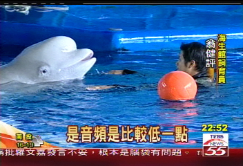可愛小白鯨　海生館動物看板明星