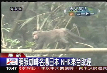 古坑咖啡名揚日本 NHK來台取經