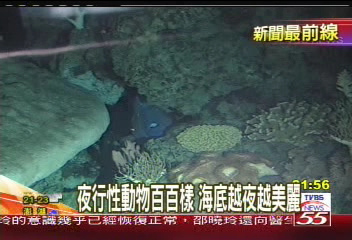 直擊魚夜生活　體驗驚奇海底世界
