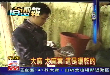 豬圈做掩飾　毒販雜草堆種大麻