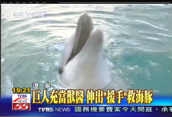 巨人充當獸醫　伸出「援手」救海豚