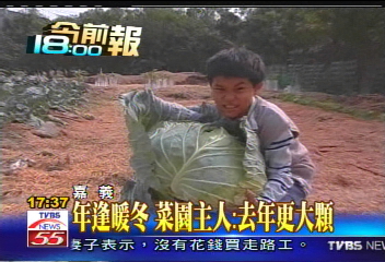 巨無霸高麗菜! 直徑2公尺20斤重