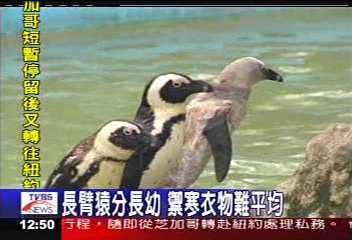動物禦寒　長臂猿長輩才能穿衣