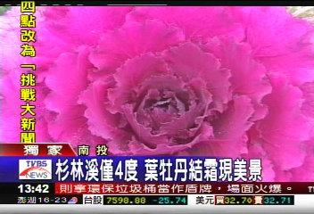 〈獨家〉杉林溪僅4度　葉牡丹結霜現美景