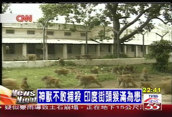 神獸不敢捕殺 印度街頭猴滿為患