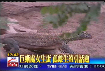 巨蜥處女生蛋 孤雌生殖引話題