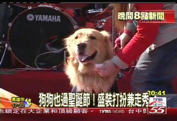 狗狗也過聖誕節! 盛裝打扮兼走秀
