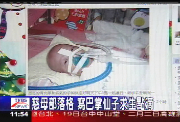 慈母部落格 寫巴掌仙子求生點滴