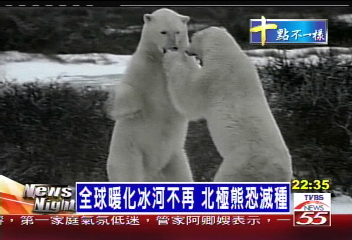 全球暖化冰河不再 北極熊恐滅種