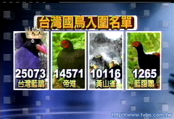代表台灣! 4台灣特有鳥一較高下