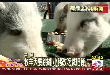 胖海象做運動　吃力喘氣為減肥