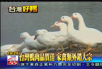 台灣鴨肉品質佳 家禽類外銷大宗