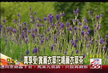 〈獨家〉真享受!賞薰衣草花 喝薰衣草茶