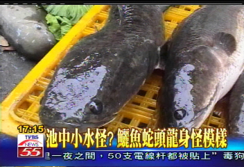 池中小水怪? 鱺魚蛇頭龍身怪模樣